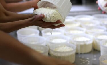 Impariamo a fare il formaggio col casaro